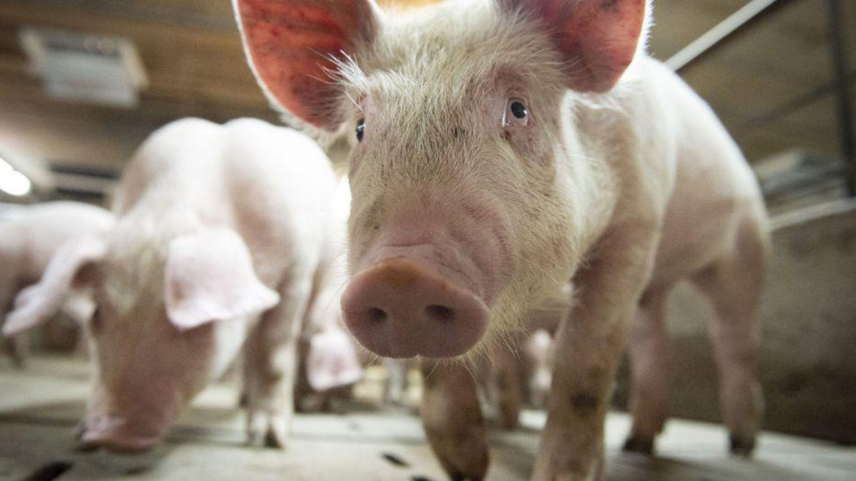 La oposición pide informes sobre el acuerdo con China para exportar carne porcina