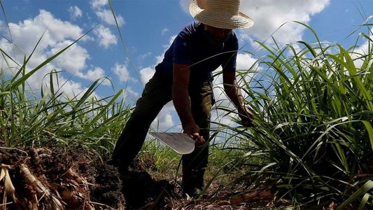 El impacto del socialismo sobre la agricultura de Cuba