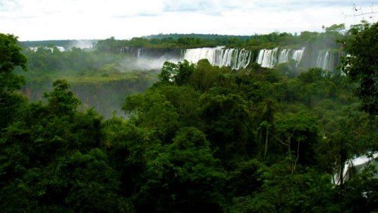 Plantas de la selva misionera: especies increíbles
