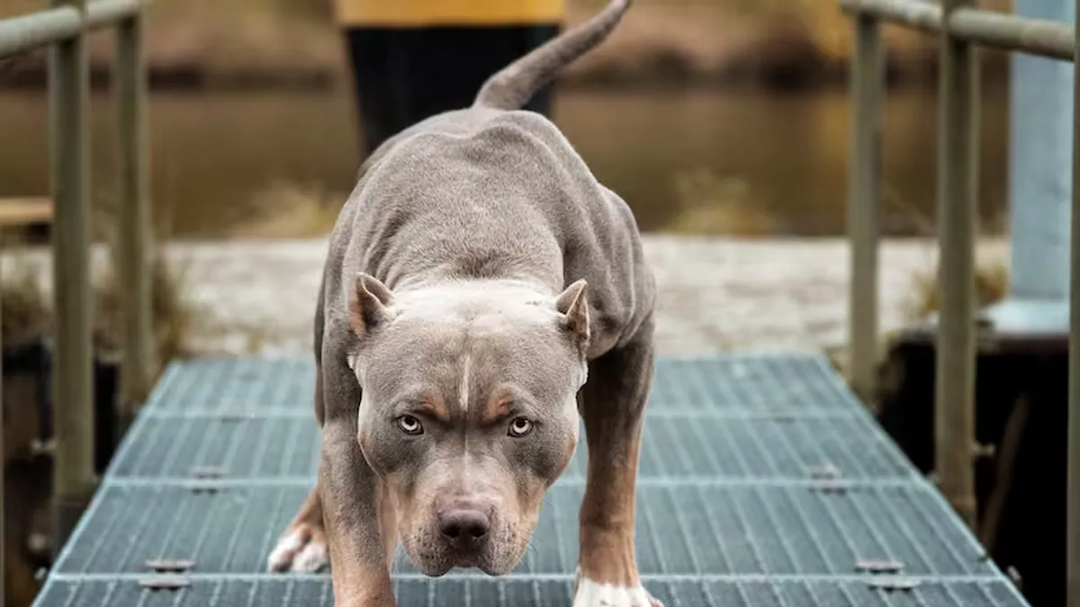 "Fue horrible": la brutal batalla entre 2 pitbulls y 2 hombres que termin&oacute; en muerte.