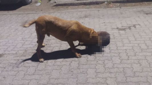 Un pitbull asesino causa terror en Chubut: el ataque mortal a otro perro grabado por vecinos