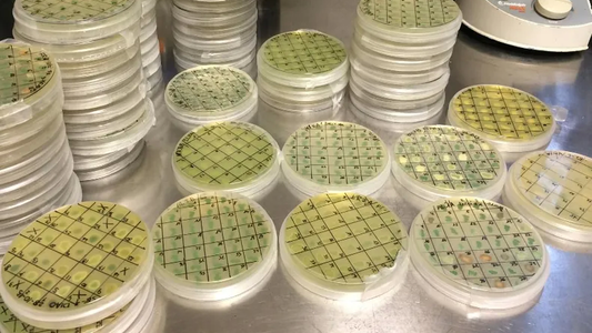 Activan planta de producción de levaduras nativas para vinos en Villa Regina