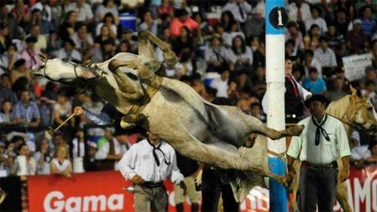 Murió un caballo durante la jineteada de Jesús María