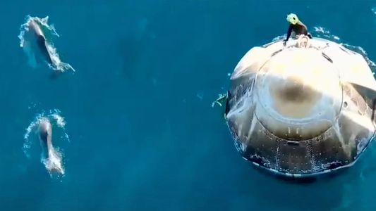 Video: un gracioso comité de bienvenida de delfines recibió a los astronautas tras 9 meses en el espacio