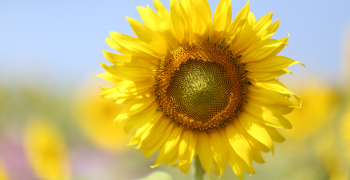 La superficie de girasol crecería más del 12% hasta los 2 millones de hectáreas