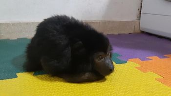 Liberarán al mono Coco, el animal que esra mantenido en cautiverio en Belgrano