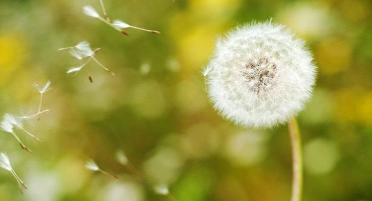 Dispersión de semillas: ¿Qué es?