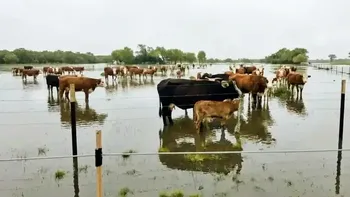 Alerta por la crecida del río Paraná: la desesperación de los productores ganaderos por las inundaciones en el Litoral