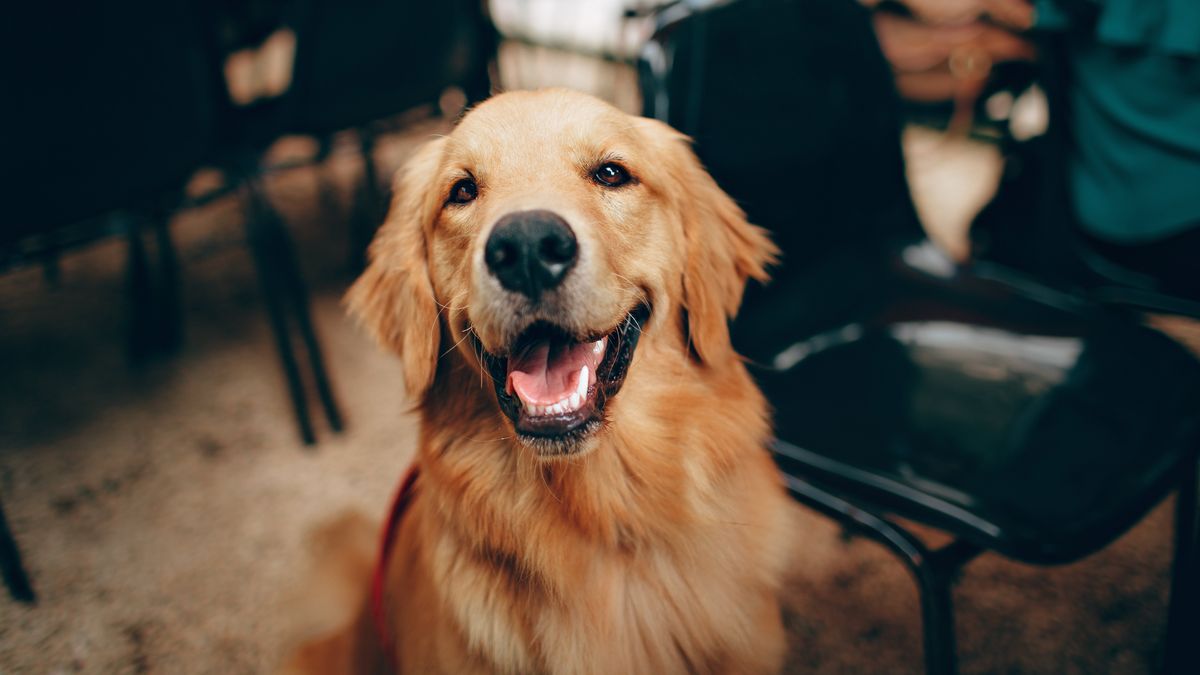 los perros ven mejor que los humanos