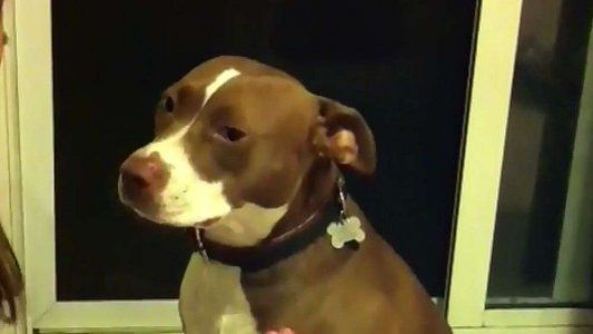 Video: el divertido momento en que un pitbull simula desmayarse para evitar que le corten las uñas