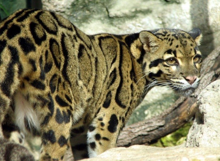 ¿Los volveremos a ver? Animales extintos que no conocías