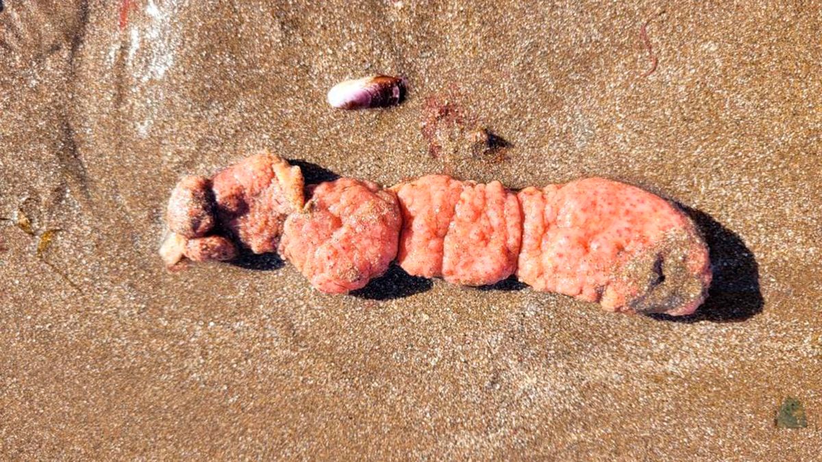 Papas de mar: investigan los organismos aparecidos en la costa argentina.
