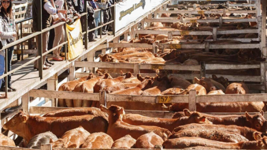 Mercado de Liniers: a pesar de la suba semanal, la hacienda sigue por debajo de los precios de marzo