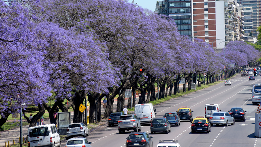 Día Mundial del Medio Ambiente: plantarán más de 22 mil árboles