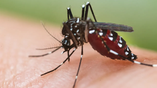 Alerta por brote de dengue: ¿qué es y cuánto dura?