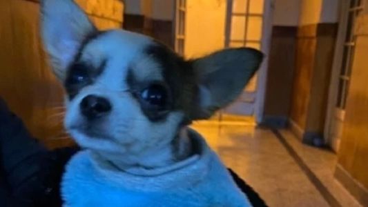 Una pareja se peleó por la tenencia de su chihuahua y terminó de la peor manera