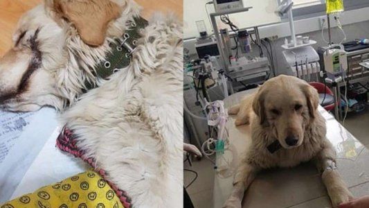Un acto de crueldad sobre un golden retriever: le cortó los labios como El Guasón, el villano de Batman