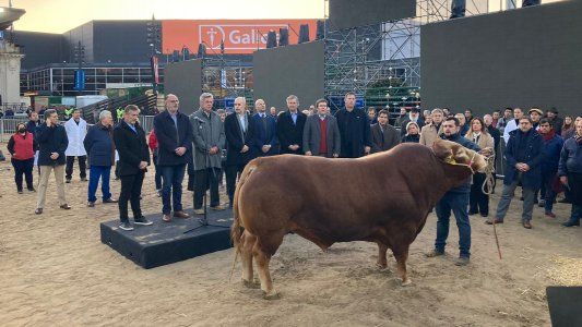 Todo sobre Nicanor, el impresionante toro que fue el primero en llegar a La Rural