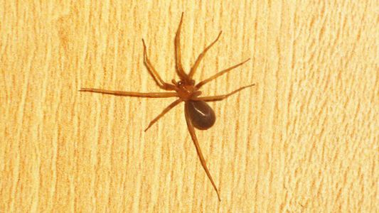 Le molestaba el oído y fue al médico porque pensó que era agua: tenía una araña venenosa