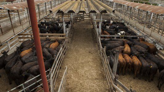 Tras la polémica, Coto desmintió haber recibido presiones para dejar de comprar hacienda en Liniers