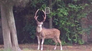 Video: un ciervo suelto y desorientado recorre las calles de City Bell (Foto: NA). Video: un ciervo suelto y desorientado recorre las calles de City Bell (Foto: NA).