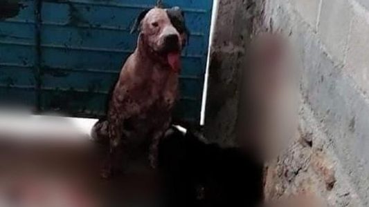 Un perro le arrancó el brazo a un ladrón para defender a sus dueños y podrían sacrificarlo