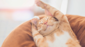 Qué dice el lenguaje corporal sobre la felicidad de tu gato