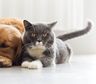 Aceite de oliva para perros y gatos: por qué lo recomienda un reconocido veterinario