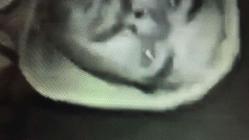 Detuvieron al hijo de un ex VideoMatch por los robos en el country Cissab