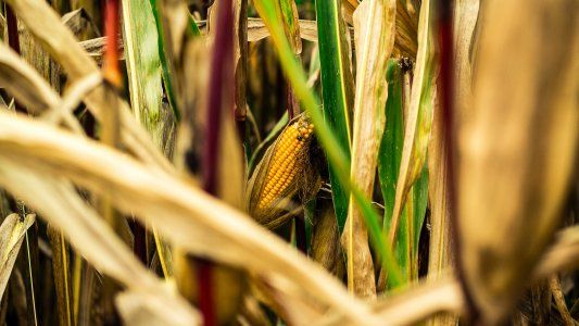 El campo recibió las lluvias más importantes en todo 2021: qué provincias fueron las más beneficiadas
