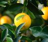 La sorprendente dieta del limón para perder peso de inmediato