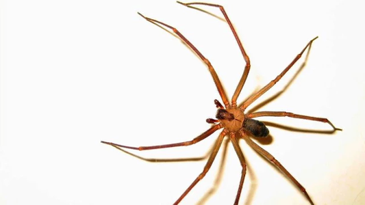 Un hombre de 52 años murió luego de que una araña de los rincones lo picara