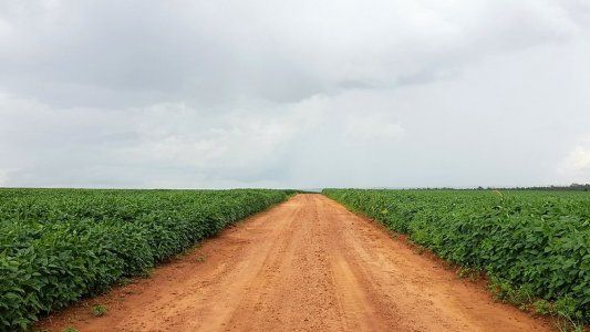 El USDA confirmó el recorte en soja y maíz, que volvieron a subir en el Mercado de Chicago