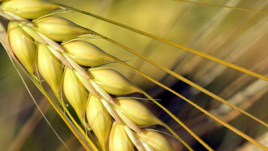 Acopiadores le piden a Julián Domínguez que tome medidas para evitar contaminaciones con trigo HB4