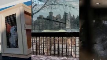 Los exóticos animales que Vladimir Putin le regaló a Kim Jong-un