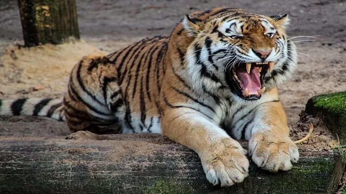 Insólito: utilizaron a un tigre para revelar el sexo de un bebé