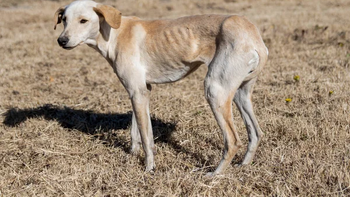 Dejó morir de hambre y sed a 32 perros: buscan que vaya a la cárcel