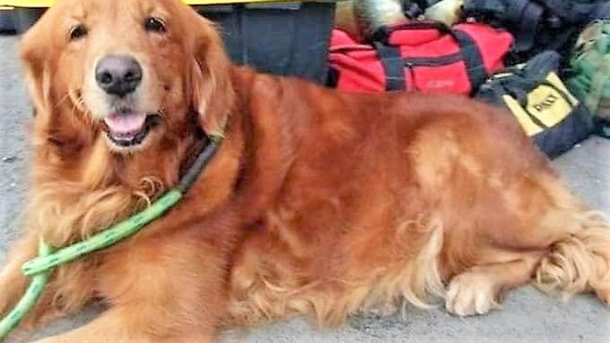 Muere Alondra, la perrita que rescató a cientos de personas en un terremoto