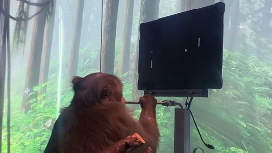 El trágico experimento con monos que pone en duda uno de los proyectos más ambiciosos de Elon Musk