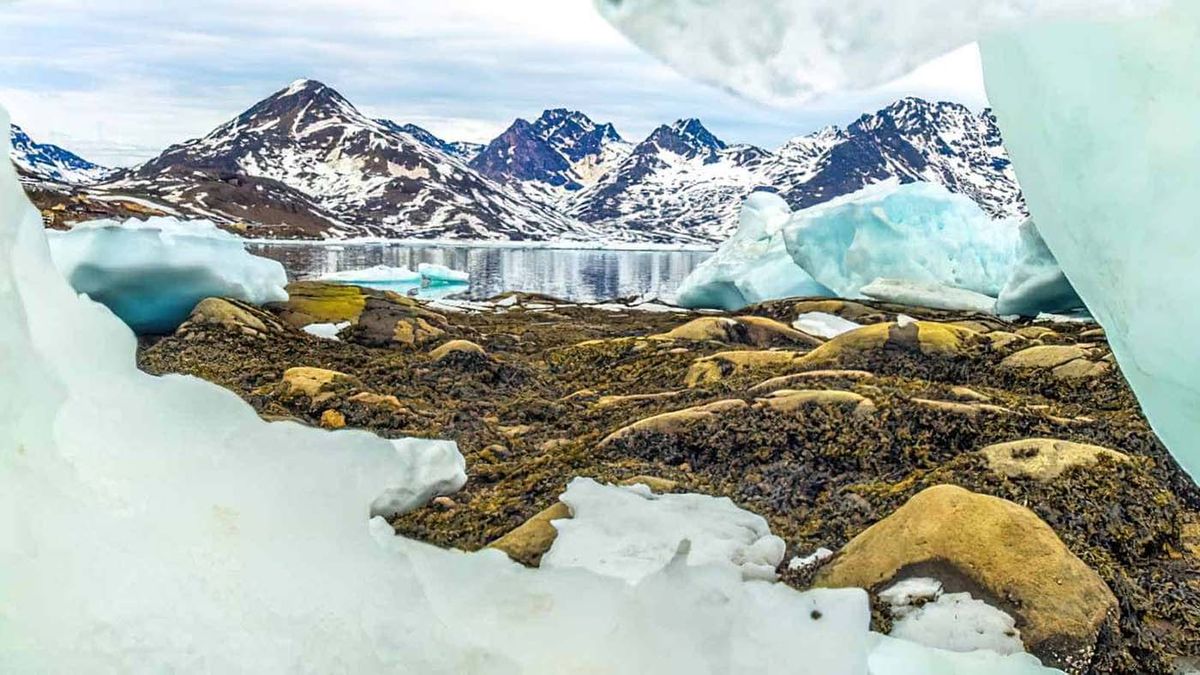 En áreas de Groenlandia donde antes predominaba el hielo y la nieve