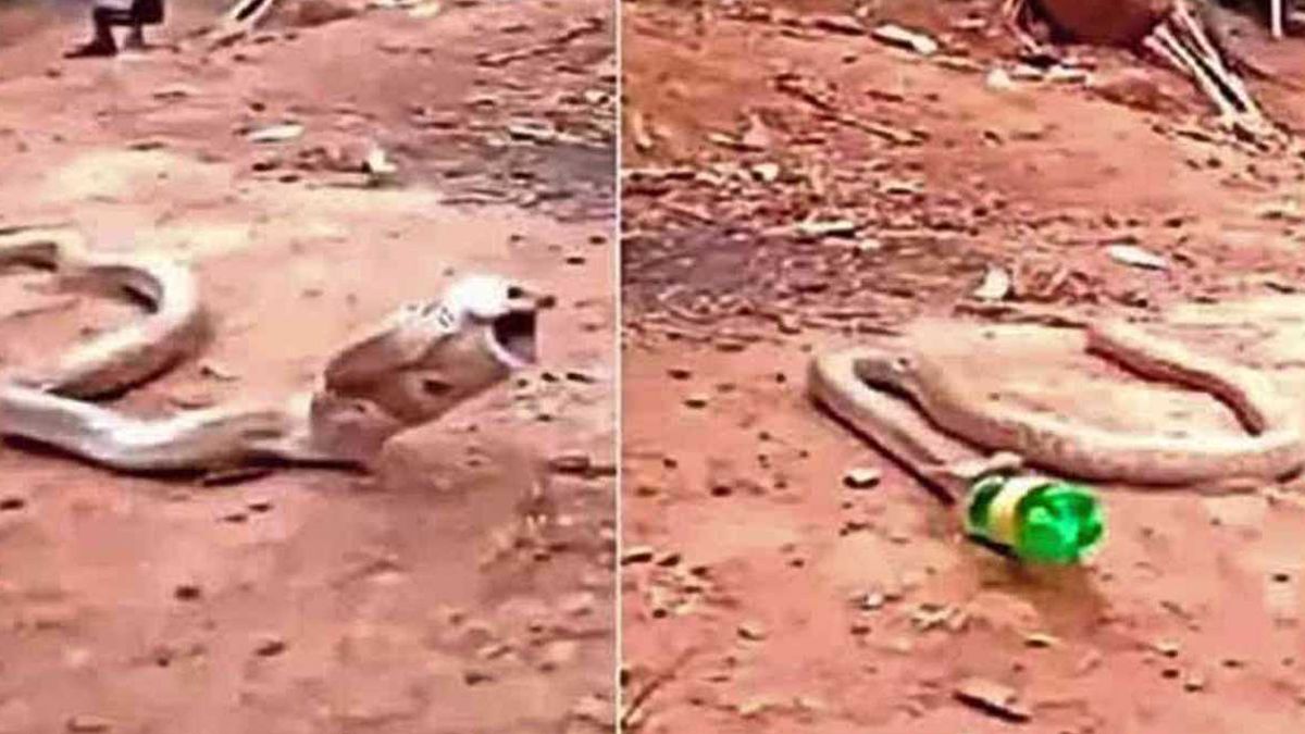 La serpiente que vomitó una botella entera y se salvó de milagro.