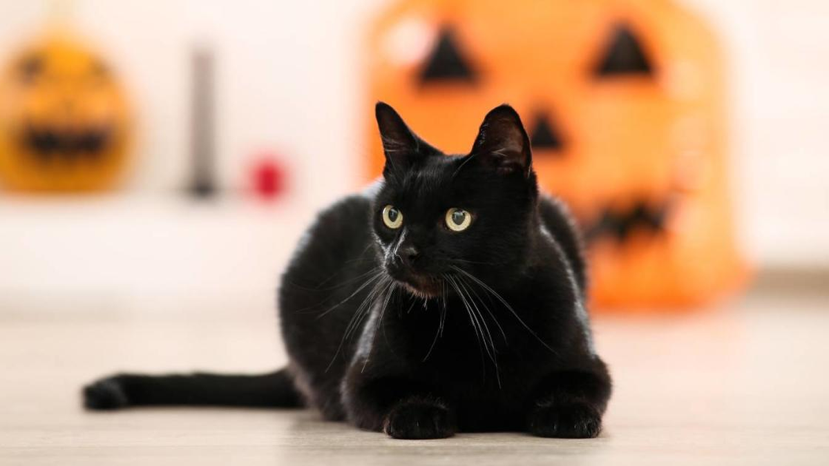 Los peligros para los gatos negros en octubre por Halloween