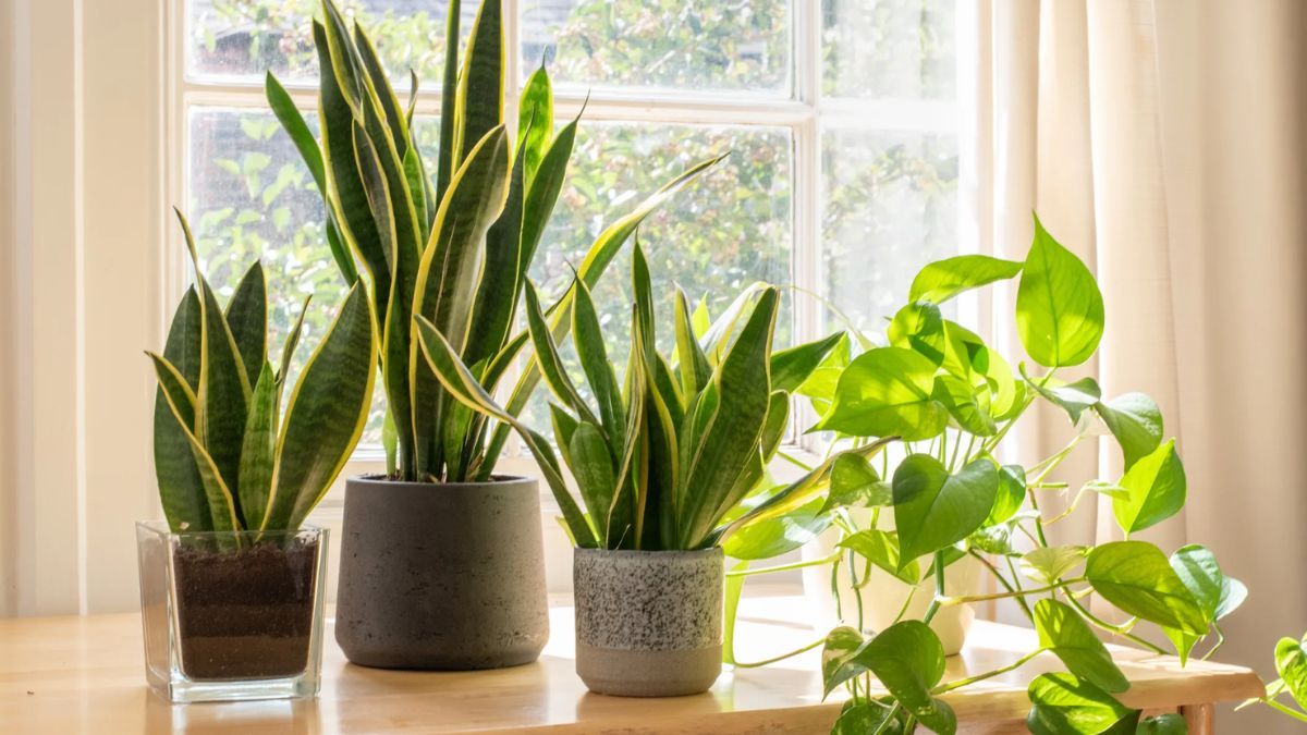 Plantas de interior que transforman espacios reducidos en tu hogar.