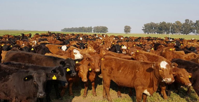 Remates ganaderos: alta demanda por parte de feedlots y precios sostenidos para la invernada