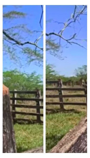 ¡¿Y ese aullido?!: la monstruosa ave nocturna con la que se topó una mujer en pleno campo
