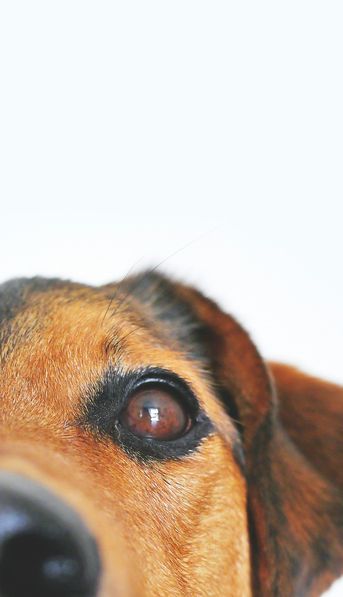 Cuánto tiempo recuerdan los perros a sus dueños