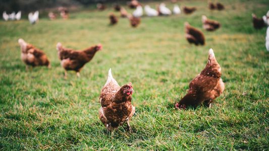 Confirman más casos de gripe aviar y ya son 19 confirmados en Argentina