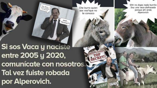 Campo y memes: el mega robo de vacas que salpica a Alperovich inunda las redes sociales