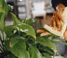 El TRUCO casero para limpiar las plantas y que brillen en el hogar