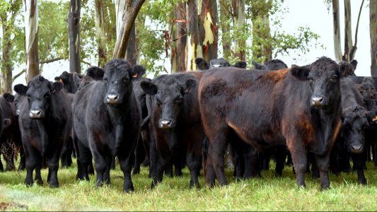 El semestre cerró con alto nivel de faena y un rodeo más eficiente